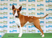 Stunning English bull terrier puppies for sale