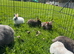 lion lop bunnies