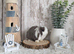 Purebred Mini Lop - Ready Now
