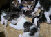 9 Lynx Ragdoll X Kittens For Sale £140