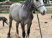 PRE Fusion gelding, Cob x Andalusian BAPSH registered
