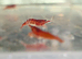 Cherry shrimp, red,yellow,blue,orange,white,black