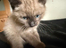 Ragdoll pure bred kitties Rare mink chocolate seal & seal point
