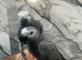 Friendly Baby Handreared Super Tame Cuddly African Grey Parrot,26