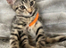 Female kittens