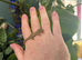 Eurydactylodes Occidentalis (chameleon gecko)
