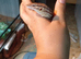 Female ackie for sale