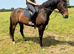 Cherry 16hh 10yo mare