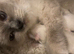 Beautiful Ragdoll kittens