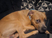 American stafffordshire bull terrier