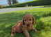 Quality Cockapoo Puppies