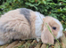 Mini lop doe ready now