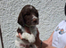Liver and White English Springer Spaniel Puppies