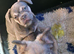 STUNNING FLUFFY FRENCH BULLDOGS!!!