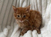 Cute fluffy ginger