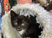 MALE KITTEN READY NOW