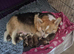 Pembrokeshire Welsh Corgi puppies