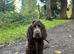 Cocker spaniel male