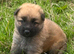 German Shepherd pups