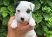 Parson Terrier pups for sale