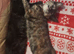Lovely Kittens