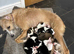 Lurcher pups for sale