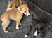 Kc registered whippet Boy