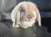 Pure mini lop bunnies