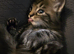 Mixed breed Norwegian forest and tabby