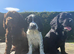 Sprocker Puppies Cocker Spaniel X Springer Spaniel