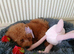 Miniature Poodle.