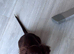 Cocker Spaniel