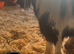 Pony for sale