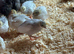 Chinese painted quail
