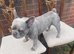 7 year old frenchie