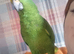 Yellow crested amazon parrot for sale