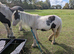 8 month old cob colt
