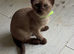 Adorable pedigree Tonkinese, mum and dad registered GCCF , both here.