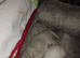 Chihuahua puppies