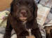 Kc registered Cocker spaniel puppies