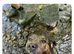 10 Beautiful american bulldog/staffy