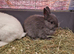 Blue Baby Boy Netherland Dwarf