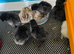 Ayam Cemani chicks day old