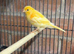 Canaries for rehome in Hull