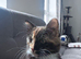 Girl kitten need her rehoused asap