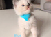 4 girls left - purebred blue point & mitted ragdolls