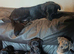 Adorable Markiejack puppies searching for their new forever homes
