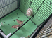 2 male cutthroat finches