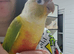 Gorgeous cheeky female pineapple conure