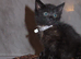 6 beautiful kittens looking for their forever homes